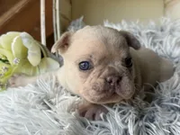 Nilla - Fawn Merle Boy, a male French Bulldog for sale in Pensacola, FL – 3 of 4