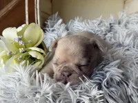 Nilla - Fawn Merle Boy, a male French Bulldog for sale in Pensacola, FL – 2 of 4