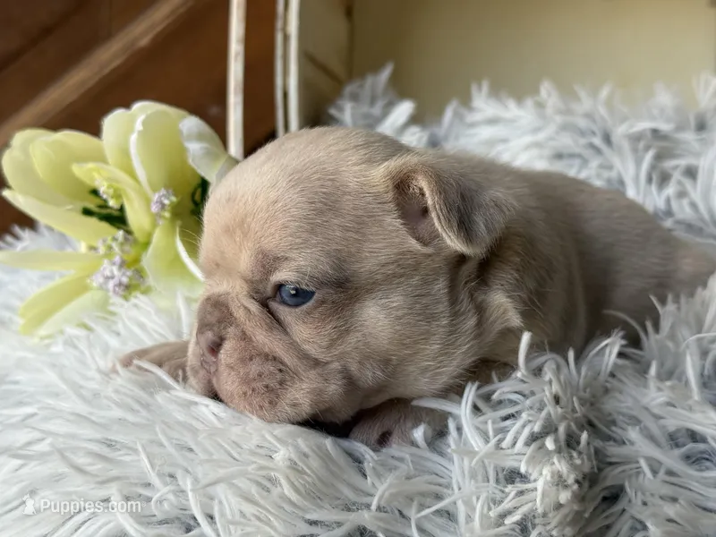 Nilla - Fawn Merle Boy – French Bulldog puppy for sale in Pensacola, FL