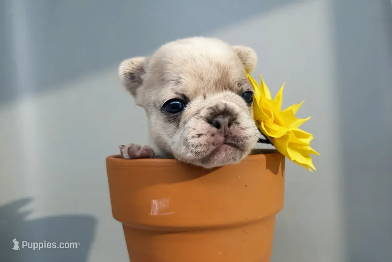 Salix - lilac fawn Merle  – French Bulldog puppy for sale in Pensacola, FL