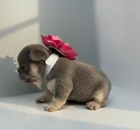 Salix - lilac and tan , a female French Bulldog for sale in Pensacola, FL – 2 of 5