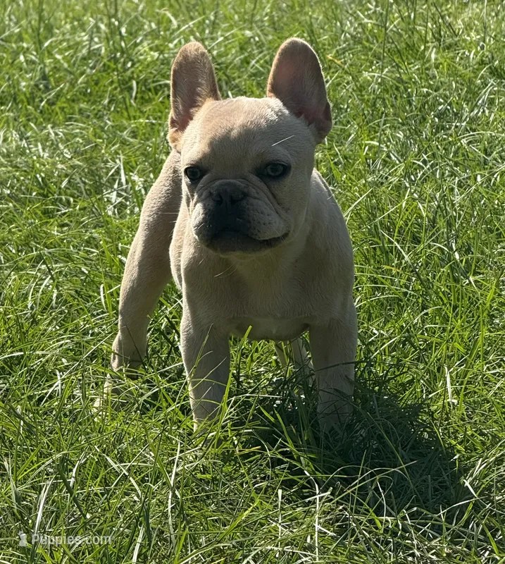 Nilla - Cream Boy – French Bulldog puppy for sale in Pensacola, FL