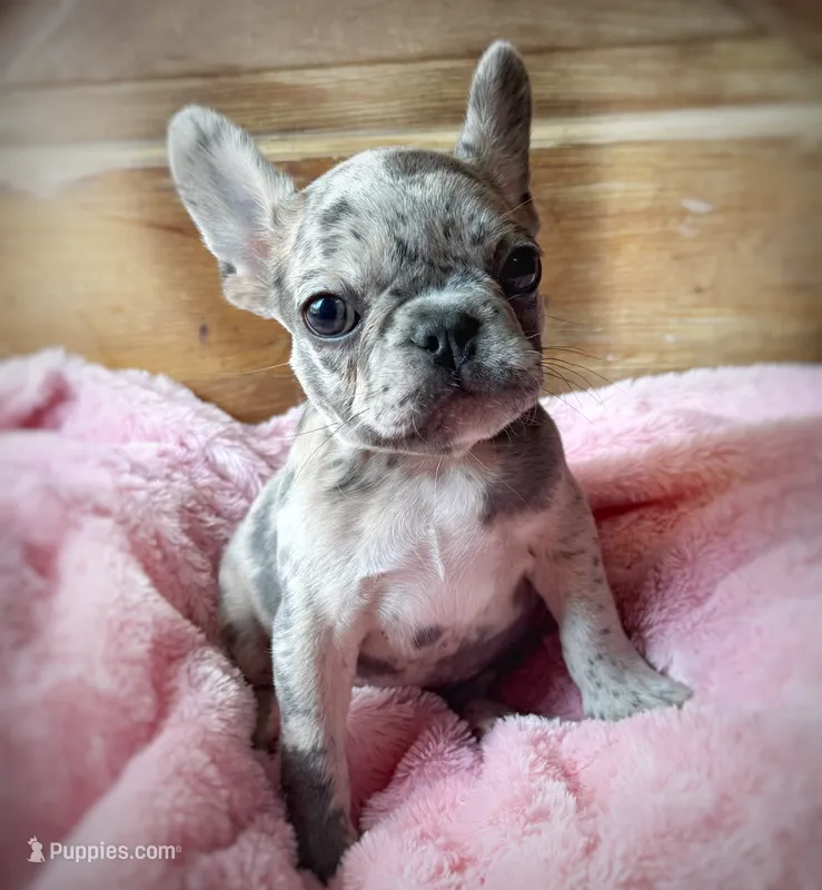 PipSqueak – French Bulldog puppy for sale in Pensacola, FL