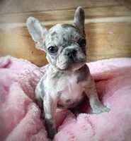 PipSqueak, a female French Bulldog for sale in Pensacola, FL – 1 of 1