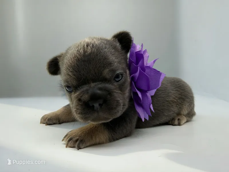 Salix - blue and tan  – French Bulldog puppy for sale in Pensacola, FL