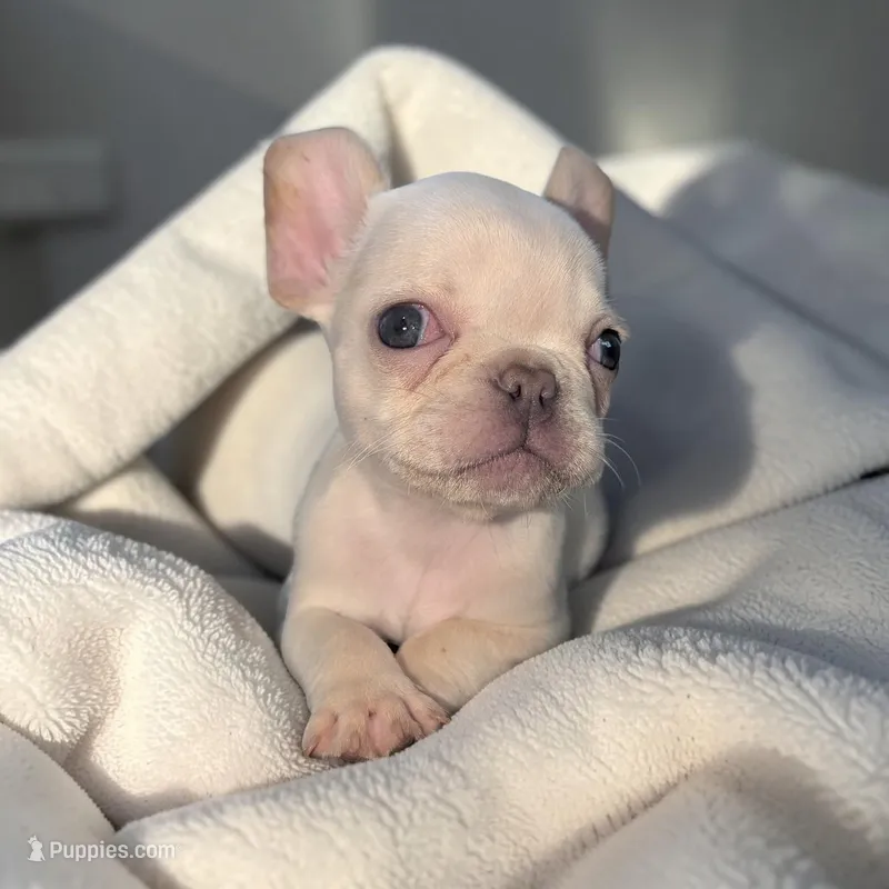 Nilla - Cream Girl – French Bulldog puppy for sale in Pensacola, FL