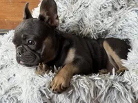 Dallas - Girl, a female French Bulldog for sale in Pensacola, FL – 2 of 10