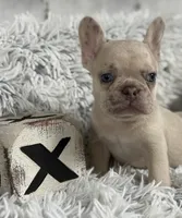 Nilla - Fawn Merle Boy, a male French Bulldog for sale in Pensacola, FL – 6 of 8