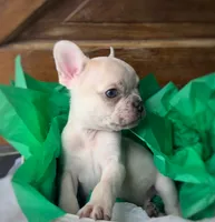 Salix - Merle male , a female French Bulldog for sale in Pensacola, FL – 2 of 8