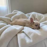 Nilla - Fawn Merle Boy, a male French Bulldog for sale in Pensacola, FL – 1 of 8