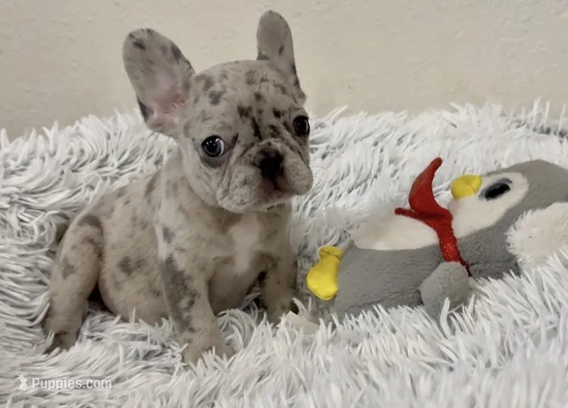 Nilla - Merle Girl – French Bulldog puppy for sale in Pensacola, FL