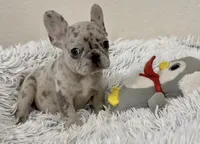 Nilla - Merle Girl, a female French Bulldog for sale in Pensacola, FL – 1 of 9