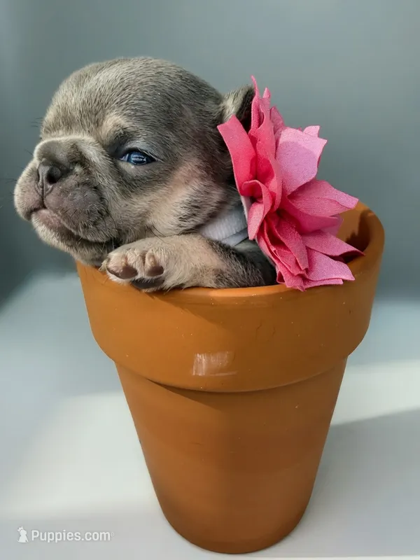 Salix - lilac and tan  – French Bulldog puppy for sale in Pensacola, FL