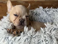 Nilla - Cream Boy, a male French Bulldog for sale in Pensacola, FL – 1 of 10