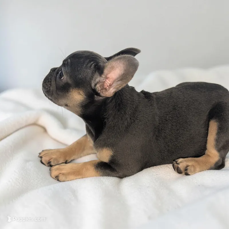 Dallas - Girl – French Bulldog puppy for sale in Pensacola, FL
