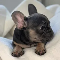 Dallas - Girl, a female French Bulldog for sale in Pensacola, FL – 4 of 10