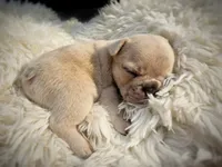 Salix - Merle male , a female French Bulldog for sale in Pensacola, FL – 6 of 8