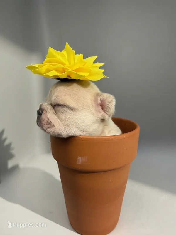Salix - Merle male  – French Bulldog puppy for sale in Pensacola, FL
