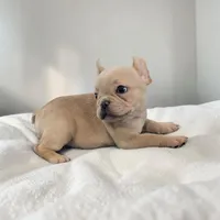 Nilla - Cream Boy, a male French Bulldog for sale in Pensacola, FL – 3 of 8