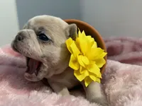Salix - lilac fawn Merle , a female French Bulldog for sale in Pensacola, FL – 6 of 8