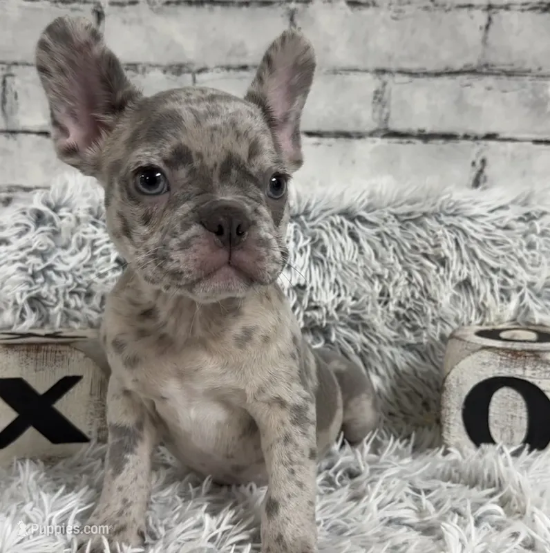 Salix - Boy 2  – French Bulldog puppy for sale in Pensacola, FL