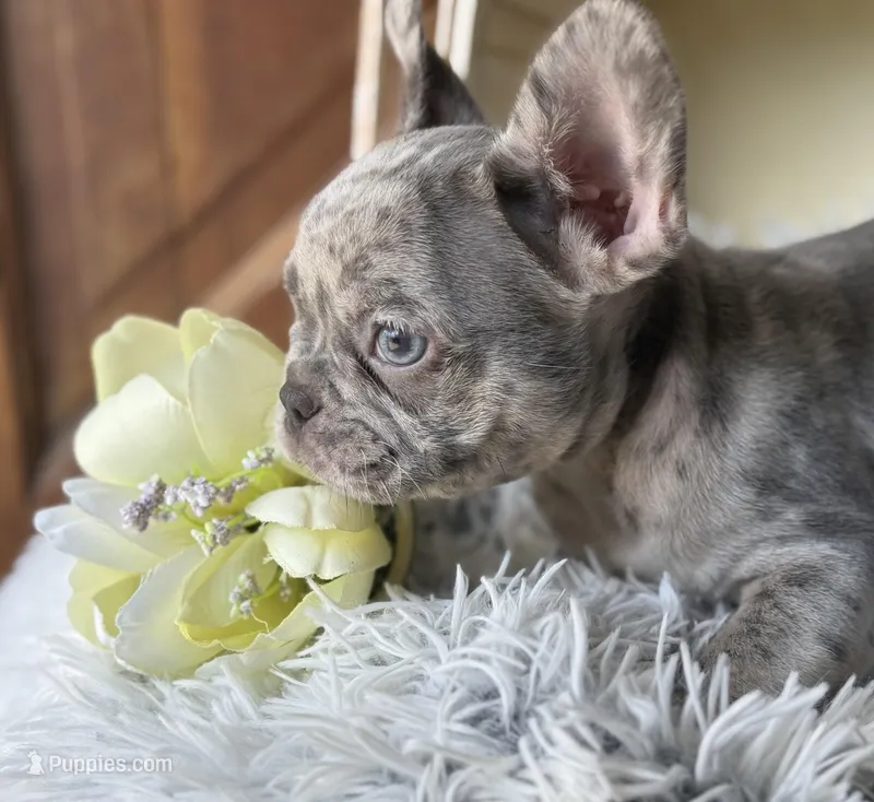 Salix - Boy 2  – French Bulldog puppy for sale in Pensacola, FL