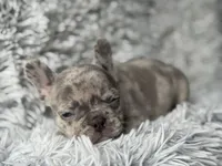 Salix - Boy 2 , a male French Bulldog for sale in Pensacola, FL – Photo 5 of 5