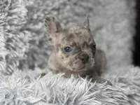 Salix - Boy 2 , a male French Bulldog for sale in Pensacola, FL – Photo 4 of 5