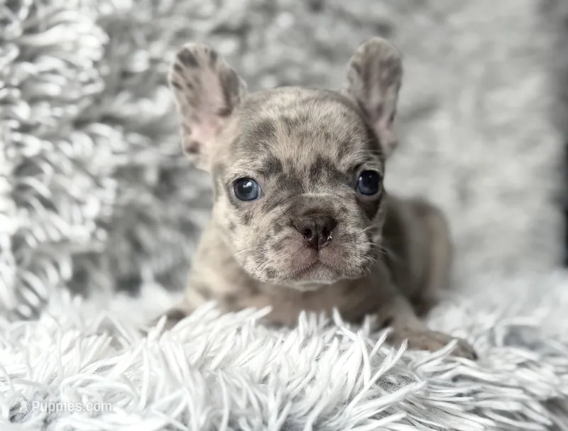 Salix - Boy 2  – French Bulldog puppy for sale in Pensacola, FL