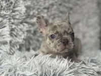 Salix - Boy 2 , a male French Bulldog for sale in Pensacola, FL – Photo 3 of 5