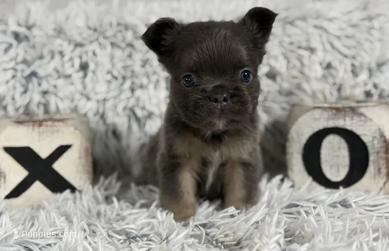 Nilla - Fluffy Boy – French Bulldog puppy for sale in Pensacola, FL