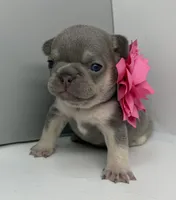Salix - lilac and tan , a female French Bulldog for sale in Pensacola, FL – 4 of 5