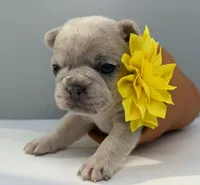 Salix - lilac fawn Merle , a female French Bulldog for sale in Pensacola, FL – 5 of 8