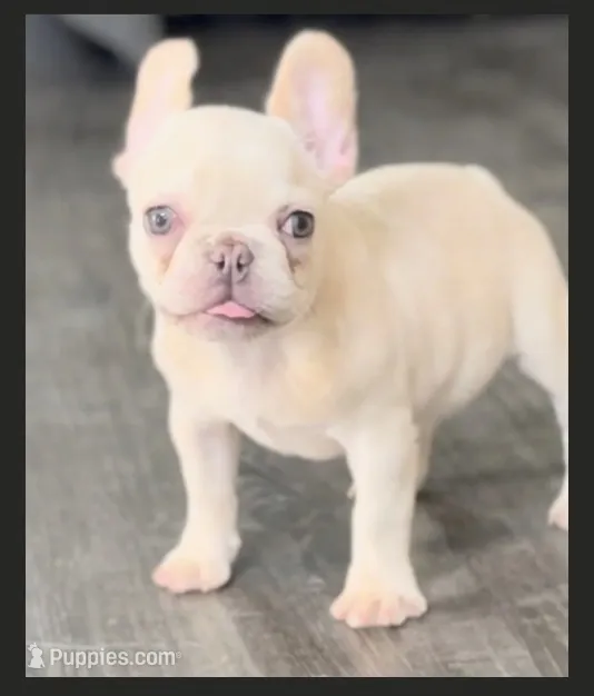 Nilla - Cream Girl – French Bulldog puppy for sale in Pensacola, FL