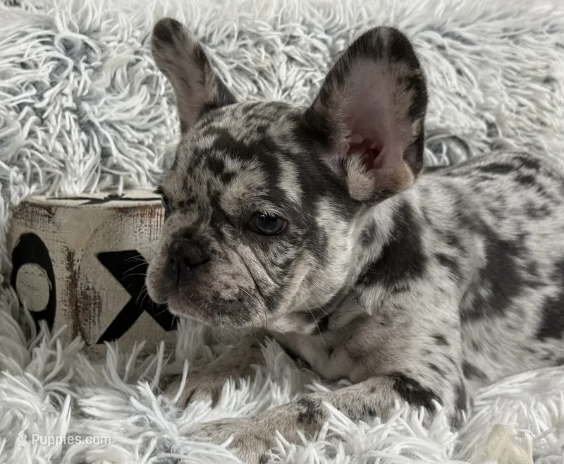 Salix Boy 1  – French Bulldog puppy for sale in Pensacola, FL
