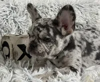 Salix Boy 1 , a male French Bulldog for sale in Pensacola, FL – 1 of 6