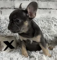 Dallas - Girl, a female French Bulldog for sale in Pensacola, FL – 2 of 6