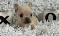 Nilla - Cream Boy, a male French Bulldog for sale in Pensacola, FL – 5 of 8