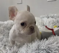 Nilla - Cream Girl, a female French Bulldog for sale in Pensacola, FL – 3 of 7