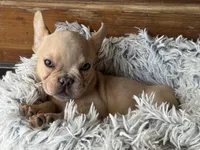 Nilla - Cream Boy, a male French Bulldog for sale in Pensacola, FL – 2 of 10