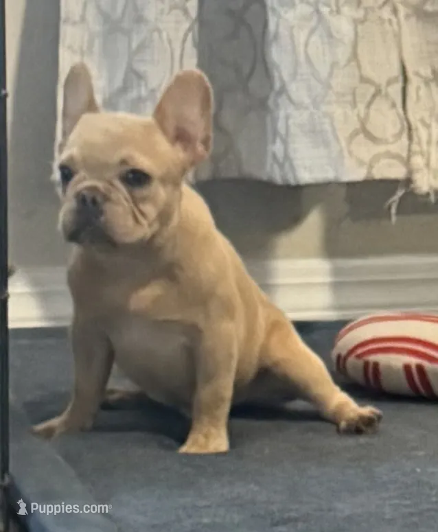 Nilla - Cream Boy – French Bulldog puppy for sale in Pensacola, FL