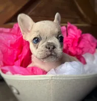 Salix - lilac fawn Merle , a female French Bulldog for sale in Pensacola, FL – 2 of 8