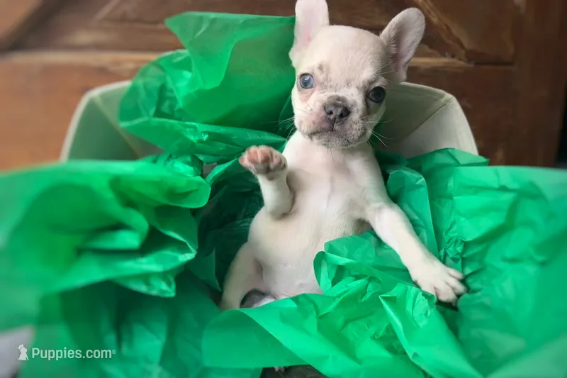 Salix - Merle male  – French Bulldog puppy for sale in Pensacola, FL
