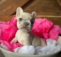 Salix - lilac fawn Merle , a female French Bulldog for sale in Pensacola, FL – 1 of 8