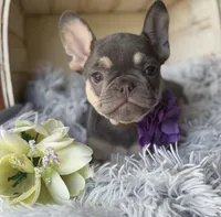 Salix - Girl, a female French Bulldog for sale in Pensacola, FL – 4 of 6