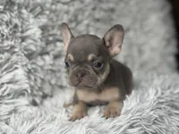 Salix - Girl, a female French Bulldog for sale in Pensacola, FL – Photo 3 of 5