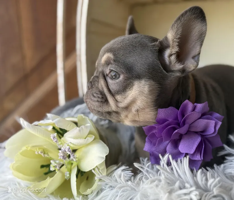 Salix - Girl – French Bulldog puppy for sale in Pensacola, FL