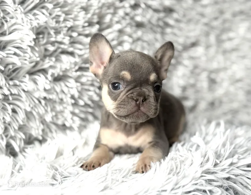 Salix - Girl – French Bulldog puppy for sale in Pensacola, FL