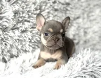 Salix - Girl, a female French Bulldog for sale in Pensacola, FL – Photo 1 of 5