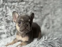 Salix - Girl, a female French Bulldog for sale in Pensacola, FL – Photo 5 of 5